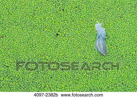Algae in a lake, Swan Lake, Saanich Peninsula, Victoria, Vancouver Island, British Columbia, Canada View Large Photo Image Stock Image - Algae in a lake, Swan Lake, Saanich Peninsula, Victoria, Vancouver Island, British Columbia, Canada. Fotosearch