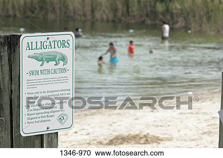 Alligators warning sign at the lakeside, Florida, USA View Large Photo Image Stock Image - Alligators warning sign at the lakeside, Florida, USA. Fotosearch