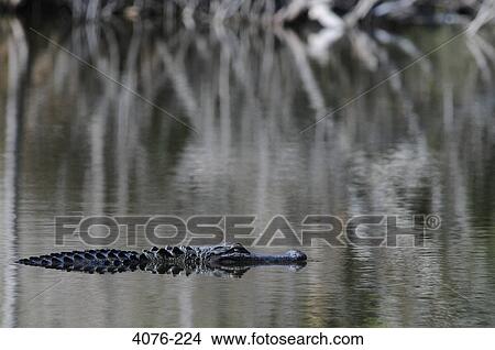 American alligator (Alligator mississippiensis) swimming in a lake, Florida, USA View Large Photo Image Picture - American alligator (Alligator mississippiensis) swimming in a lake, Florida, USA. Fotosearch
