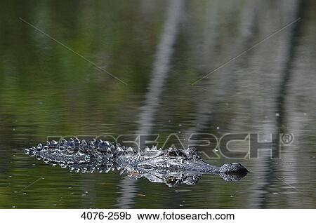 American alligator (Alligator mississippiensis) swimming in a lake, Florida, USA View Large Photo Image Stock Image - American alligator (Alligator mississippiensis) swimming in a lake, Florida, USA. Fotosearch