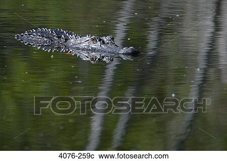 American alligator (Alligator mississippiensis) swimming in a lake, Florida, USA View Large Photo Image Stock Image - American alligator (Alligator mississippiensis) swimming in a lake, Florida, USA. Fotosearch
