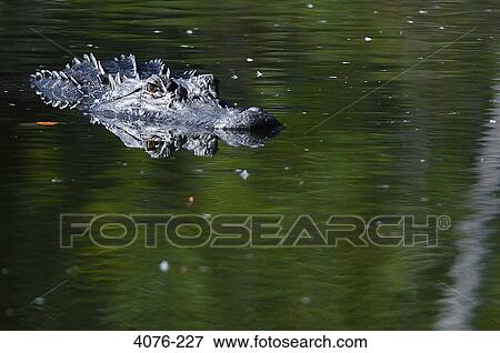 American alligator (Alligator mississippiensis) swimming in a lake, Florida, USA View Large Photo Image Stock Photo - American alligator (Alligator mississippiensis) swimming in a lake, Florida, USA. Fotosearch