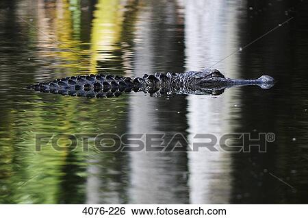 Stock Photograph - American alligator (Alligator mississippiensis) swimming in a lake, Florida, USA. Fotosearch