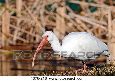 American White ibis (Eudocimus albus) foraging in water, Florida, USA View Large Photo Image Stock Photograph - American White ibis (Eudocimus albus) foraging in water, Florida, USA. Fotosearch