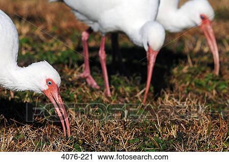 American White ibises (Eudocimus albus) foraging in grass, Florida, USA View Large Photo Image Stock Image - American White ibises (Eudocimus albus) foraging in grass, Florida, USA. Fotosearch