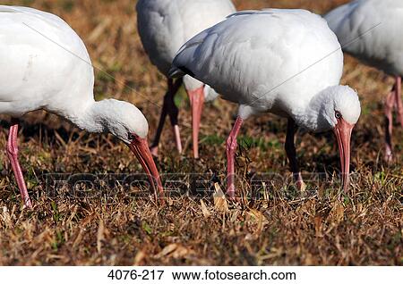 American White ibises (Eudocimus albus) foraging in grass, Florida, USA View Large Photo Image Stock Photo - American White ibises (Eudocimus albus) foraging in grass, Florida, USA. Fotosearch