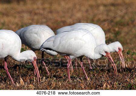 American White ibises (Eudocimus albus) foraging in grass, Florida, USA View Large Photo Image Stock Photo - American White ibises (Eudocimus albus) foraging in grass, Florida, USA. Fotosearch