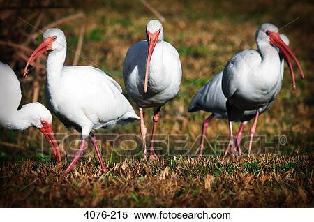 American White ibises (Eudocimus albus) foraging in water, Florida, USA View Large Photo Image Stock Photography - American White ibises (Eudocimus albus) foraging in water, Florida, USA. Fotosearch