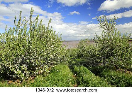 Apple trees in an orchard, Annapolis Valley, Nova Scotia, Canada View Large Photo Image Stock Image - Apple trees in an orchard, Annapolis Valley, Nova Scotia, Canada. Fotosearch
