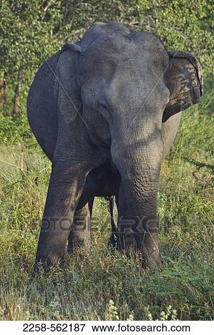 Asian elephant (Elephas maximus) grazing in a forest, Sri Lanka View Large Photo Image Stock Photo - Asian elephant (Elephas maximus) grazing in a forest, Sri Lanka. Fotosearch
