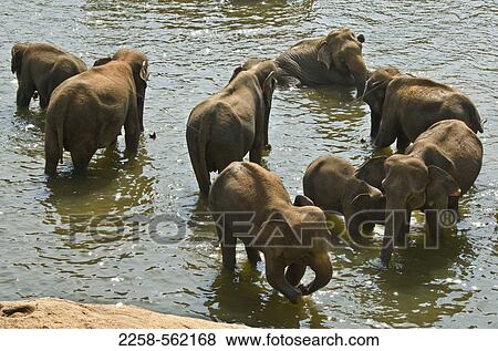 Asian elephants (Elephas maximus) in a river, Pinnawela Elephant Orphanage, Pinnawala, Kegalle District, Sri Lanka View Large Photo Image Stock Photo - Asian elephants (Elephas maximus) in a river, Pinnawela Elephant Orphanage, Pinnawala, Kegalle District, Sri Lanka. Fotosearch