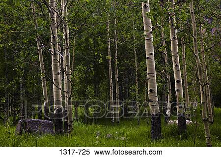 Aspen trees in a forest, Maroon Bells, Aspen, Pitkin County, Colorado, USA View Large Photo Image Stock Photography - Aspen trees in a forest, Maroon Bells, Aspen, Pitkin County, Colorado, USA. Fotosearch