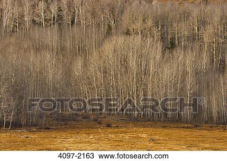 Stock Image - Autumnal trees in a forest, Californian Sierra Nevada, California, USA. Fotosearch