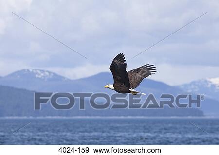 Bald eagle (Haliaeetus leucocephalus) flying over a bay, Icy Strait, Glacier Bay, Alaska, USA View Large Photo Image Stock Photo - Bald eagle (Haliaeetus leucocephalus) flying over a bay, Icy Strait, Glacier Bay, Alaska, USA. Fotosearch