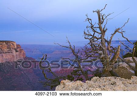 Bare tree on a cliff, Yaki Point, South Rim, Grand Canyon National Park, Arizona, USA View Large Photo Image Stock Image - Bare tree on a cliff, Yaki Point, South Rim, Grand Canyon National Park, Arizona, USA. Fotosearch