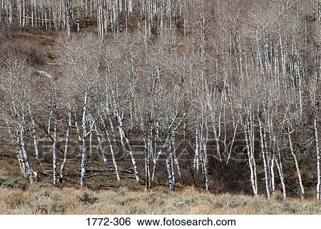 Bare trees in a forest, Colorado, USA View Large Photo Image Stock Photograph - Bare trees in a forest, Colorado, USA. Fotosearch