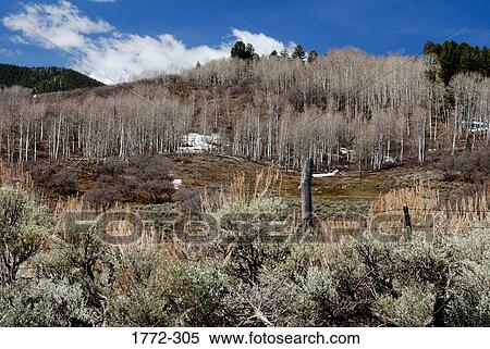 Bare trees in a forest, Colorado, USA View Large Photo Image Stock Photography - Bare trees in a forest, Colorado, USA. Fotosearch