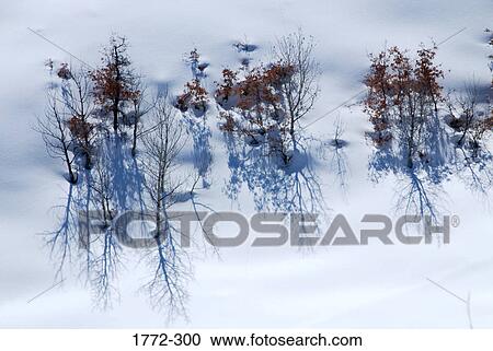 Bare trees in a snow covered landscape, Rocky Mountains, USA View Large Photo Image Stock Image - Bare trees in a snow covered landscape, Rocky Mountains, USA. Fotosearch