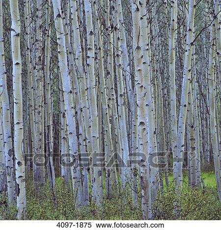 Stock Photography - Birch tree trunks in a forest, Jasper National Park, Alberta, Canada. Fotosearch