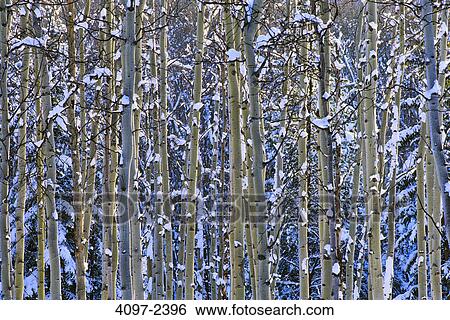 Birch trees in winter, Kootenay National Park, British Columbia, Canada View Large Photo Image Stock Photograph - Birch trees in winter, Kootenay National Park, British Columbia, Canada. Fotosearch