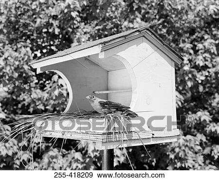 Stock Photo - Bird in birdhouse. Fotosearch