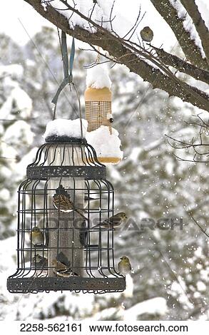 Birds feeding from feeder in winter View Large Photo Image Stock Image - Birds feeding from feeder in winter. Fotosearch