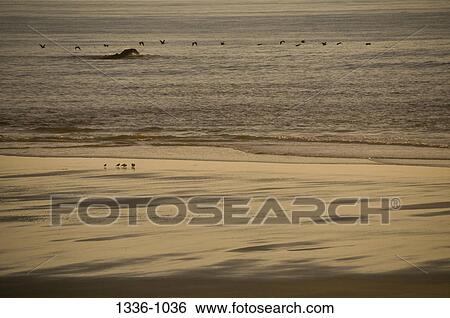 Stock Photograph - Birds flying over the ocean, Oregon, USA. Fotosearch