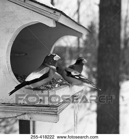 Stock Image - Birds in birdhouse. Fotosearch