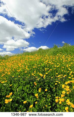 Blooming buttercup flowers in a field View Large Photo Image Stock Photo - Blooming buttercup flowers in a field. Fotosearch