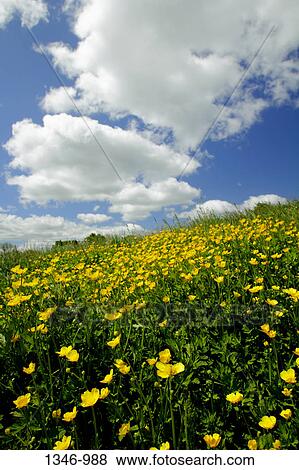 Stock Photo - Blooming buttercup flowers in a field. Fotosearch