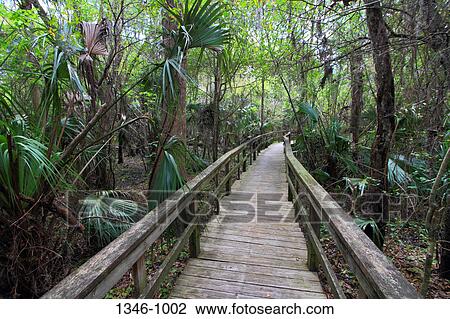 Boardwalk passing through a forest, Crowley Museum and Nature Center, Sarasota, Florida, USA View Large Photo Image Stock Image - Boardwalk passing through a forest, Crowley Museum and Nature Center, Sarasota, Florida, USA. Fotosearch