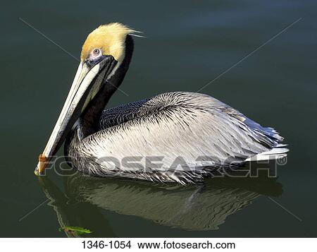 Brown pelican (Pelecanus occidentalis) swimming in the sea, Gulf Coast, Florida, USA View Large Photo Image Picture - Brown pelican (Pelecanus occidentalis) swimming in the sea, Gulf Coast, Florida, USA. Fotosearch