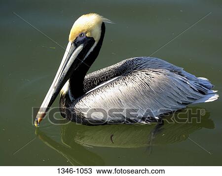 Brown pelican (Pelecanus occidentalis) swimming in the sea, Gulf Coast, Florida, USA View Large Photo Image Stock Image - Brown pelican (Pelecanus occidentalis) swimming in the sea, Gulf Coast, Florida, USA. Fotosearch