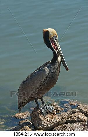 Brown pelican (Pelecanus occidentalis) perching at the coast, Sea of Cortez, Guaymas, Sonora, Mexico View Large Photo Image Stock Photography - Brown pelican (Pelecanus occidentalis) perching at the coast, Sea of Cortez, Guaymas, Sonora, Mexico. Fotosearch