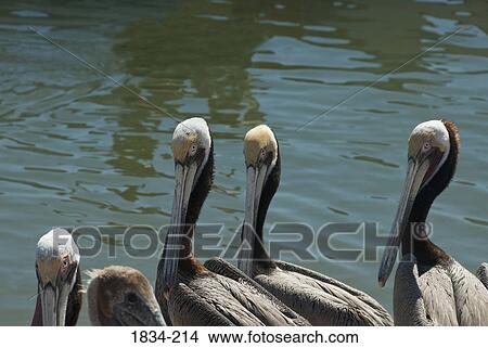 Brown pelicans (Pelecanus occidentalis) at the coast, Sea of Cortez, Guaymas, Sonora, Mexico View Large Photo Image Picture - Brown pelicans (Pelecanus occidentalis) at the coast, Sea of Cortez, Guaymas, Sonora, Mexico. Fotosearch