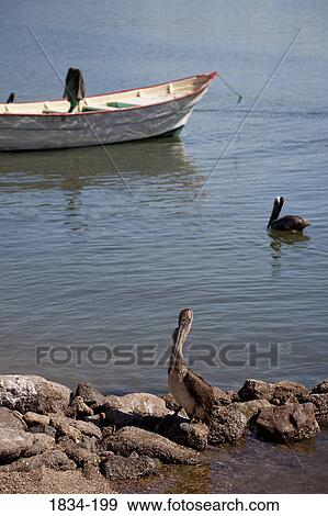 Stock Photo - Brown pelicans (Pelecanus occidentalis) with fishing boat in sea, Sea of Cortez, Guaymas, Sonora, Mexico. Fotosearch