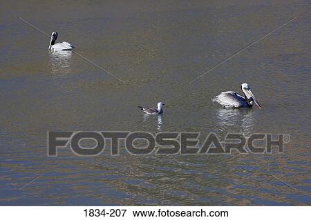 Brown pelicans (Pelecanus occidentalis) and Seagulls swimming in the sea, San Carlos, Sea of Cortez, Guaymas, Sonora, Mexico View Large Photo Image Stock Photo - Brown pelicans (Pelecanus occidentalis) and Seagulls swimming in the sea, San Carlos, Sea of Cortez, Guaymas, Sonora, Mexico. Fotosearch