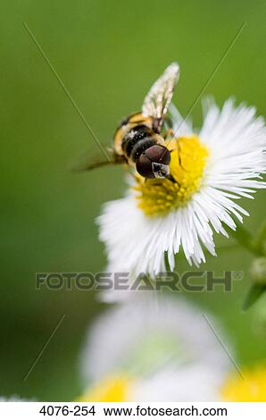 Bumblebee on a Daisy flower, North Carolina, USA View Large Photo Image Picture - Bumblebee on a Daisy flower, North Carolina, USA. Fotosearch
