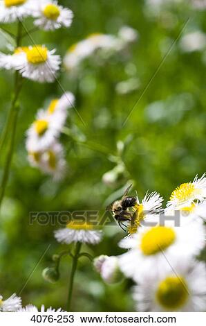 Bumblebee on a Daisy flower, North Carolina, USA View Large Photo Image Stock Image - Bumblebee on a Daisy flower, North Carolina, USA. Fotosearch