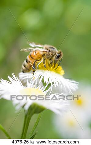 Bumblebee on a Daisy flower, North Carolina, USA View Large Photo Image Stock Image - Bumblebee on a Daisy flower, North Carolina, USA. Fotosearch