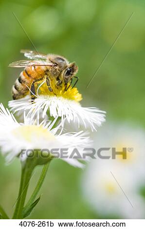 Bumblebee on a Daisy flower, North Carolina, USA View Large Photo Image Stock Image - Bumblebee on a Daisy flower, North Carolina, USA. Fotosearch
