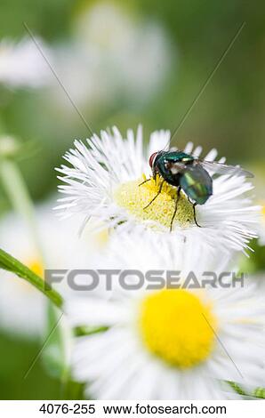 Bumblebee on a Daisy flower, North Carolina, USA View Large Photo Image Stock Photography - Bumblebee on a Daisy flower, North Carolina, USA. Fotosearch