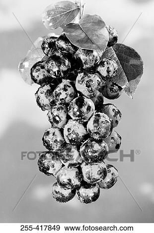 Bunch of fresh grapes, close-up View Large Photo Image Stock Photo - Bunch of fresh grapes, close-up. Fotosearch
