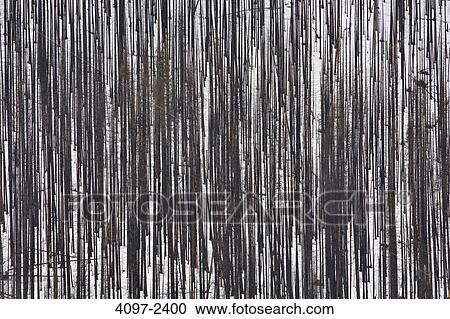Burnt trees after forest fire in winter, Kootenay National Park, Canadian Rockies, British Columbia, Canada View Large Photo Image Stock Image - Burnt trees after forest fire in winter, Kootenay National Park, Canadian Rockies, British Columbia, Canada. Fotosearch