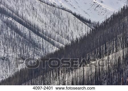 Burnt trees after forest fire in winter, Kootenay National Park, Canadian Rockies, British Columbia, Canada View Large Photo Image Stock Image - Burnt trees after forest fire in winter, Kootenay National Park, Canadian Rockies, British Columbia, Canada. Fotosearch