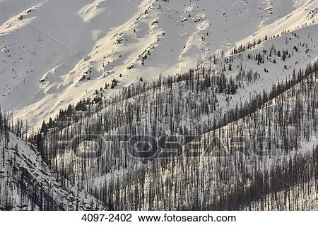 Stock Image - Burnt trees after forest fire in winter, Kootenay National Park, Canadian Rockies, British Columbia, Canada. Fotosearch
