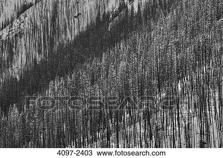 Burnt trees after forest fire, Kootenay National Park, Canadian Rockies, British Columbia, Canada View Large Photo Image Stock Image - Burnt trees after forest fire, Kootenay National Park, Canadian Rockies, British Columbia, Canada. Fotosearch