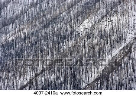 Stock Image - Burnt trees after forest fire, Kootenay National Park, Canadian Rockies, British Columbia, Canada. Fotosearch