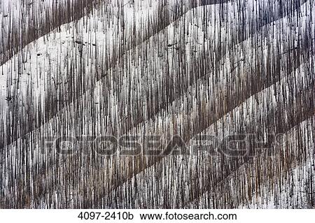 Burnt trees after forest fire, Kootenay National Park, Canadian Rockies, British Columbia, Canada View Large Photo Image Stock Image - Burnt trees after forest fire, Kootenay National Park, Canadian Rockies, British Columbia, Canada. Fotosearch