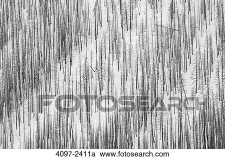 Burnt trees after forest fire, Kootenay National Park, Canadian Rockies, British Columbia, Canada View Large Photo Image Stock Image - Burnt trees after forest fire, Kootenay National Park, Canadian Rockies, British Columbia, Canada. Fotosearch